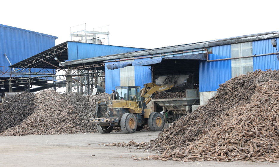 Cần bảo đảm nguồn nguyên liệu khoai mì tươi phục vụ cho các nhà máy
