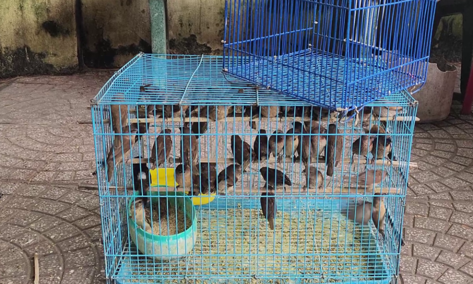 Tăng cường bảo vệ các loài động vật hoang dã và nguồn lợi thủy sản