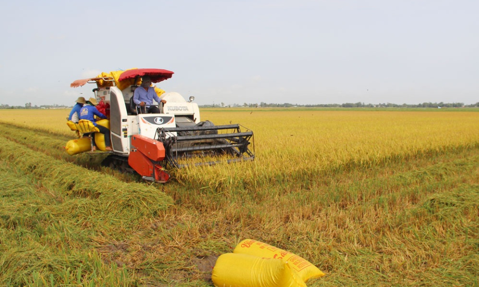 Tây Ninh phê duyệt vùng quy hoạch 124.000ha trồng lúa năng suất, chất lượng cao