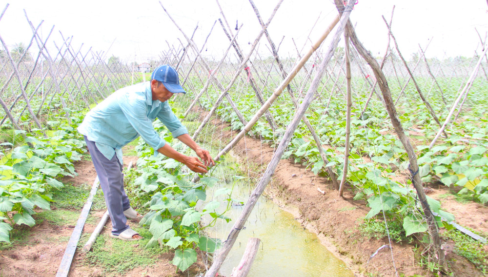 Preparing crops to supply the Tet market