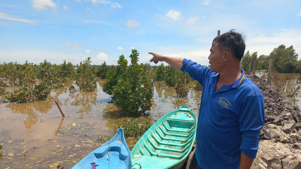 Một vườn cây ăn trái tại xã Vĩnh Châu bị thiệt hại do lũ năm 2025 gây ra