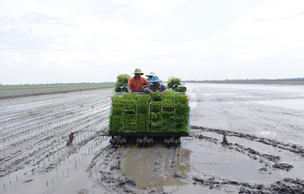 Sạ thưa, áp dụng kỹ thuật vào sản xuất giúp nâng cao chất lượng nông sản