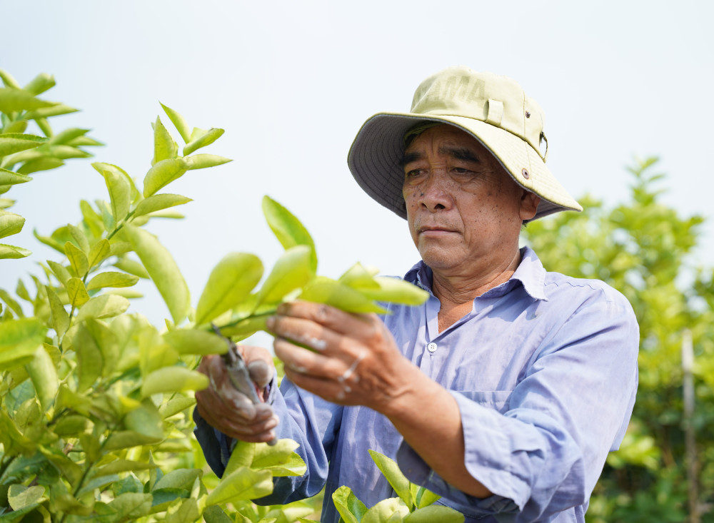 Ông Phạm Thanh Tùng cần mẫn tỉa cành, kiểm tra từng gốc chanh