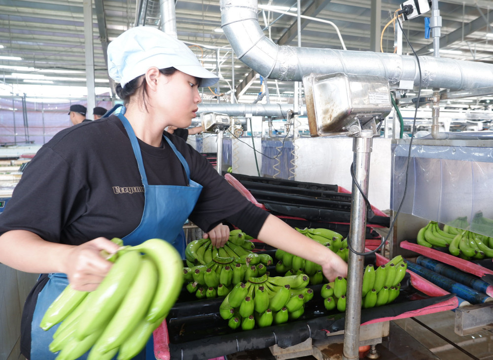 Chuối là một trong những cây trồng có nhiều tiềm năng trong năm 2026