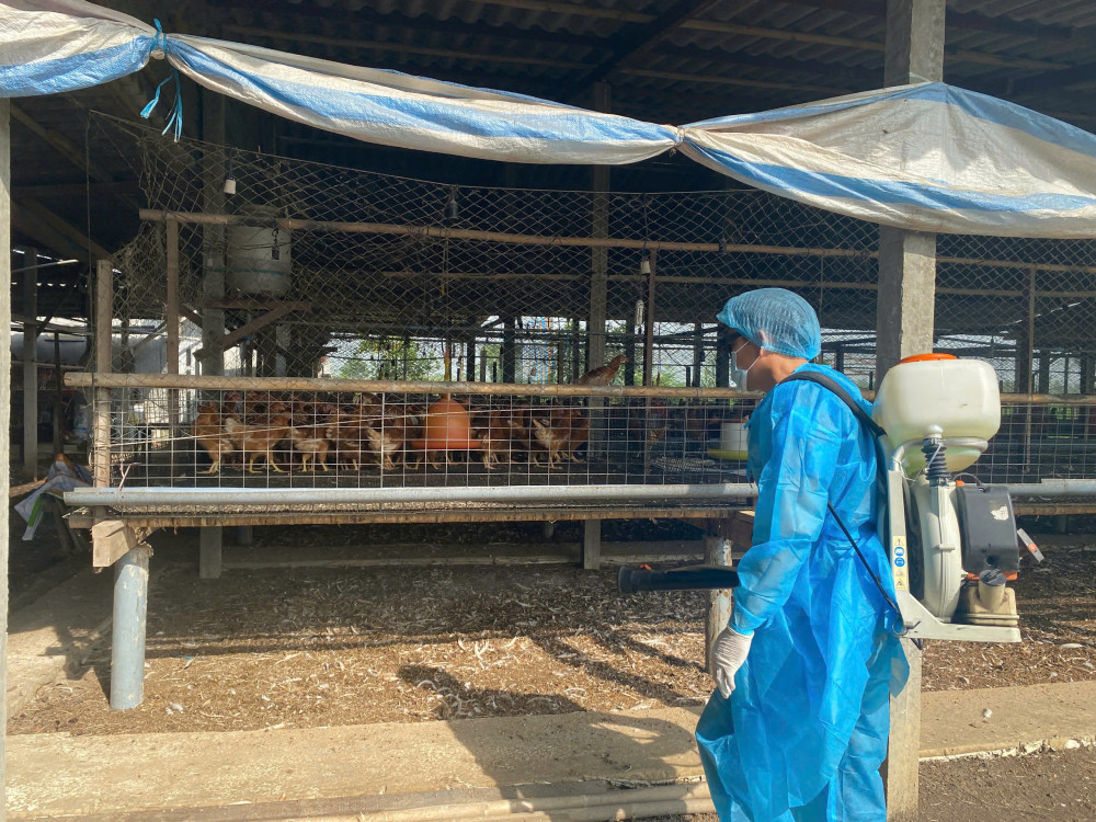 Gà là một trong những loại vật nuôi chủ lực trong năm 2026