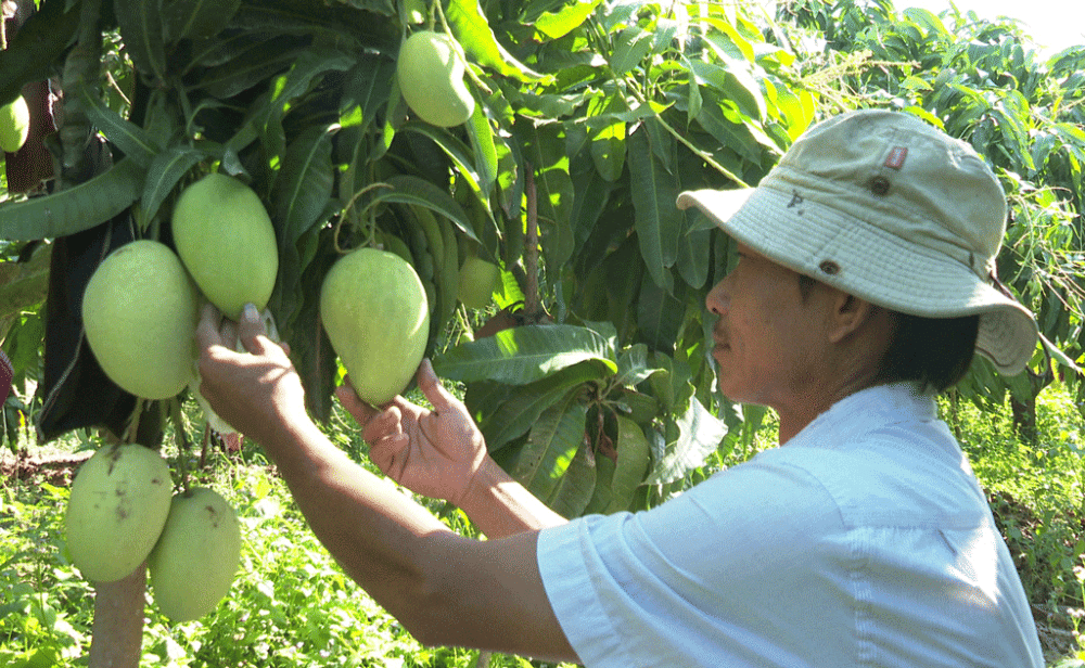 Nông sản được sản xuất theo tiêu chuẩn VietGAP, hướng đến xuất khẩu
