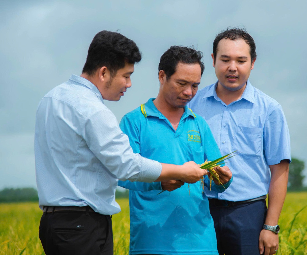 Giống lúa là yếu tố đầu tiên giúp cây khỏe, kháng sâu, bệnh từ đầu vụ