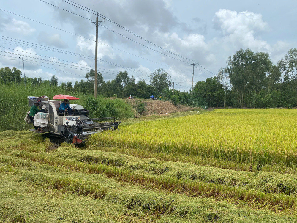 Nông dân sử dụng giống lúa xác nhận, siêu nguyên chủng ngày càng nhiều