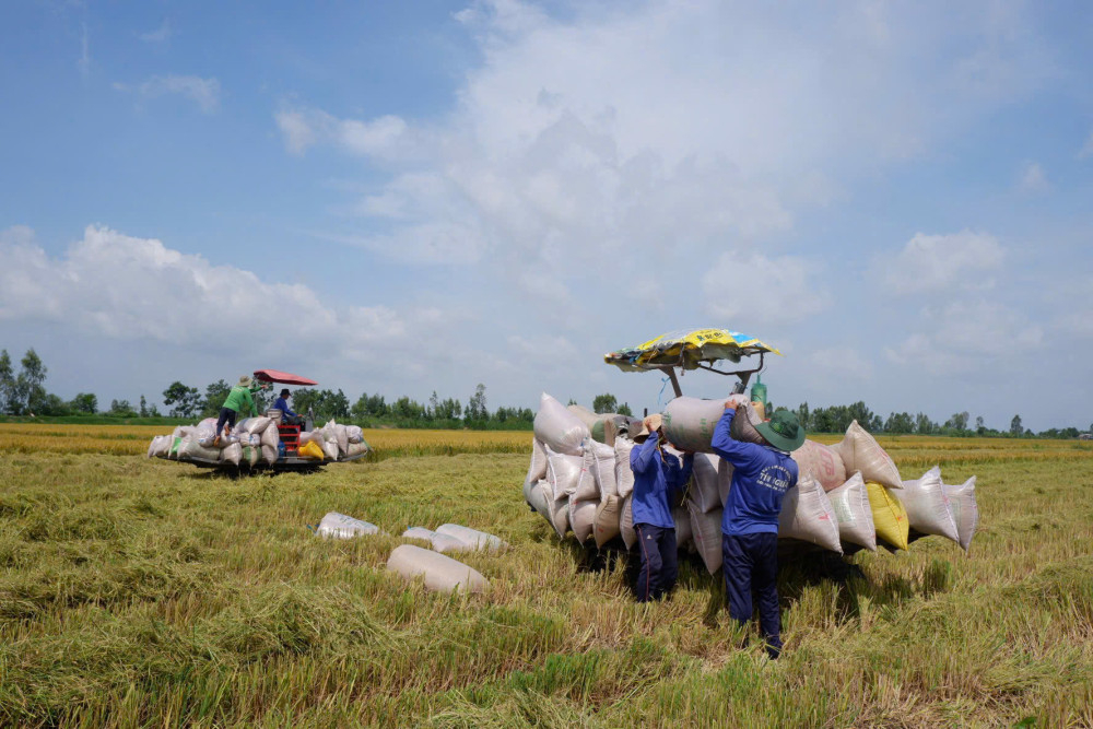 Nông dân thu hoạch lúa