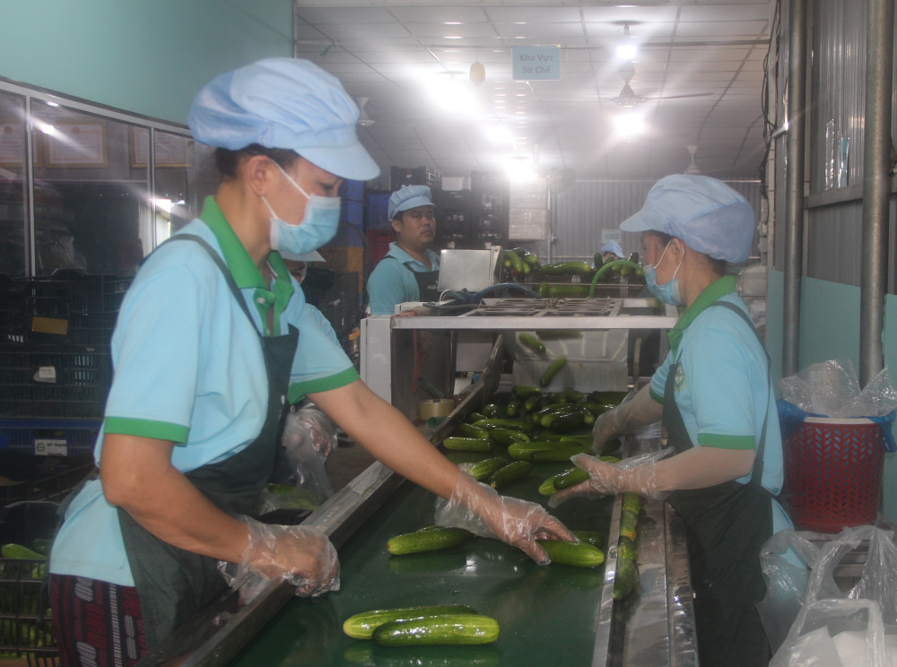 Nhân viên Hợp tác xã Nông nghiệp Mỹ Thạnh sơ chế và phân loại nông sản theo quy trình an toàn, bảo đảm chất lượng trước khi giao cho doanh nghiệp thu mua