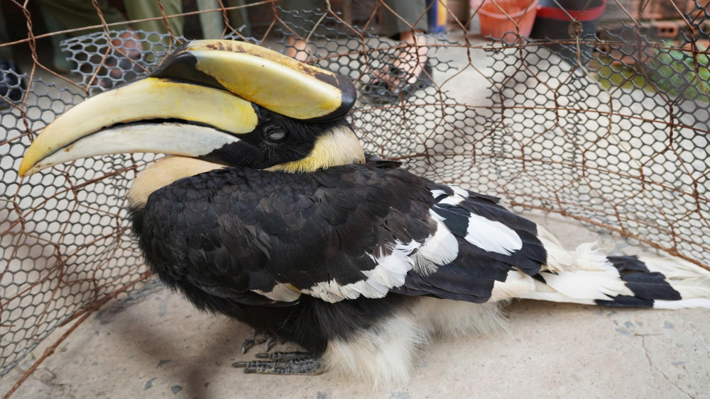 Chim hồng hoàng được gia đình ông Nguyễn Văn Cu phát hiện