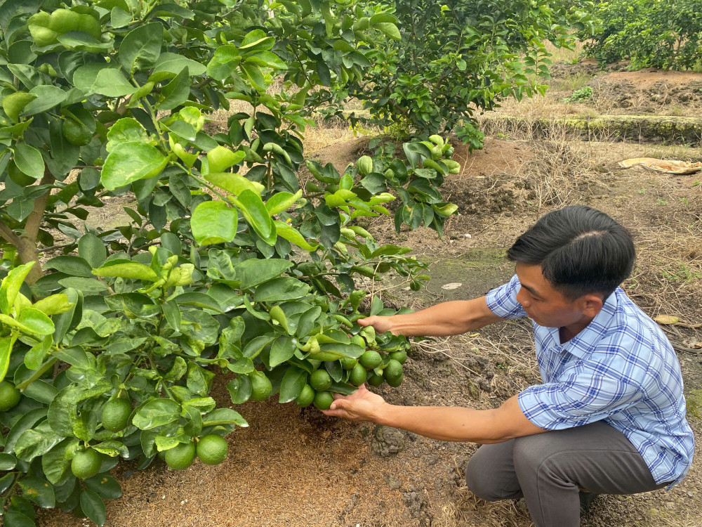 Hiện nay, diện tích trồng chanh hơn 12.400ha, tăng 9%, sản lượng tăng 49% so với năm 2020