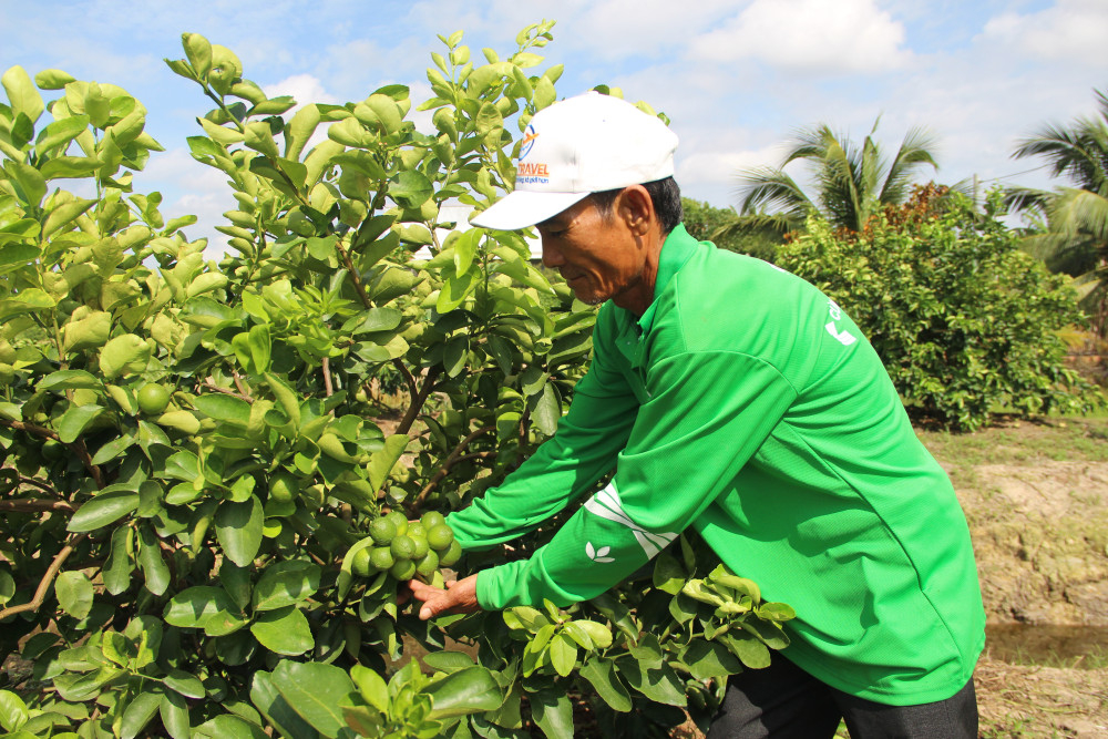 Nông dân trồng chanh ứng dụng quy trình sản xuất an toàn, kết hợp theo dõi dịch hại qua bẫy đèn thông minh