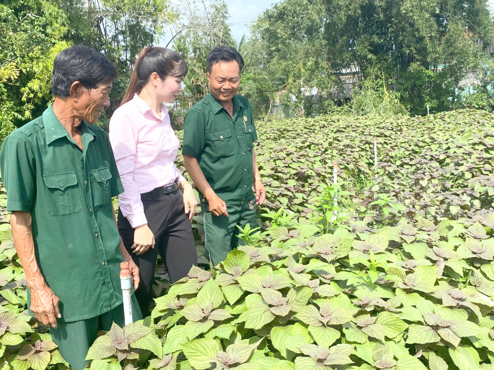 Toàn tỉnh có 2.148ha rau ứng dụng công nghệ cao