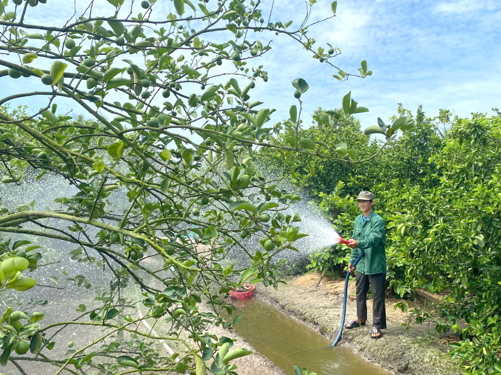 Nông dân ứng dụng công nghệ cao vào trồng chanh giúp giảm chi phí sản xuất từ 3-5 triệu đồng/ha, lợi nhuận người dân tăng, đạt từ 21,5-50 triệu đồng/ha