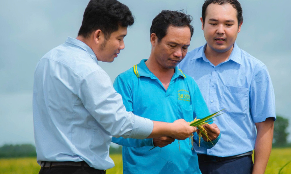 Nâng tầm thương hiệu lúa gạo Tây Ninh