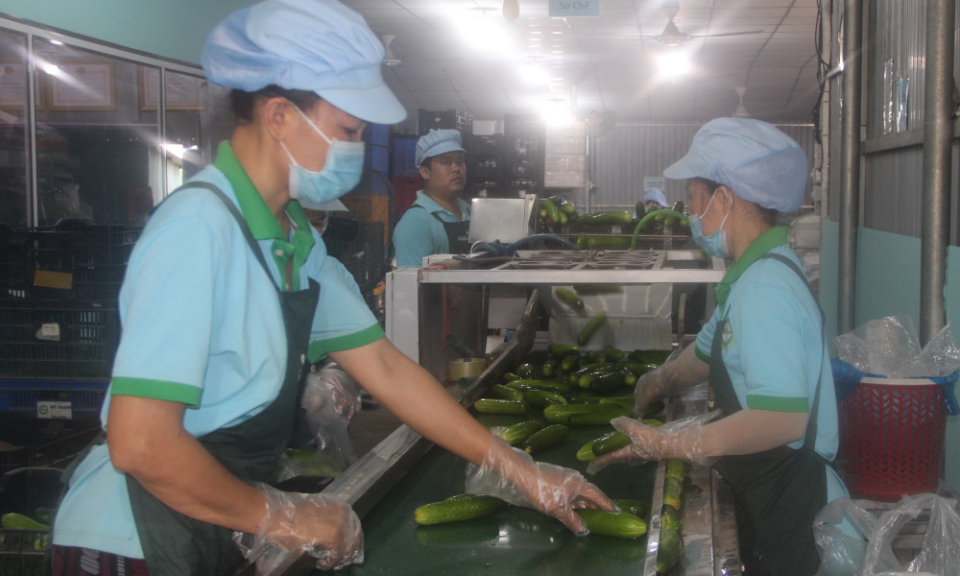 Chuyển đổi số trong hợp tác xã nông nghiệp - Từ ghi chép số đến quản trị thông minh