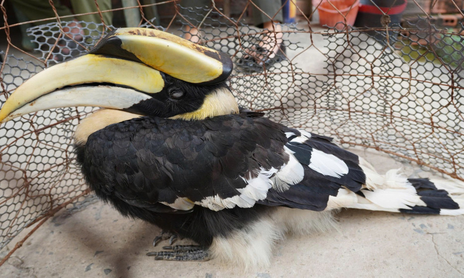 Xã Nhựt Tảo: Người dân giao nộp cá thể chim hồng hoàng quý hiếm