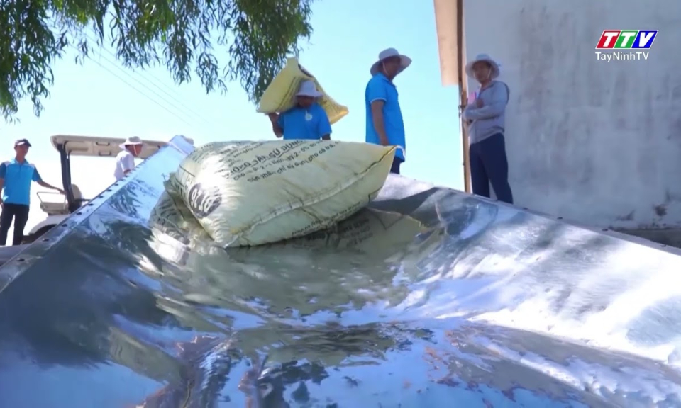 Diện tích cá tra nuôi công nghiệp giảm, sản lượng tăng