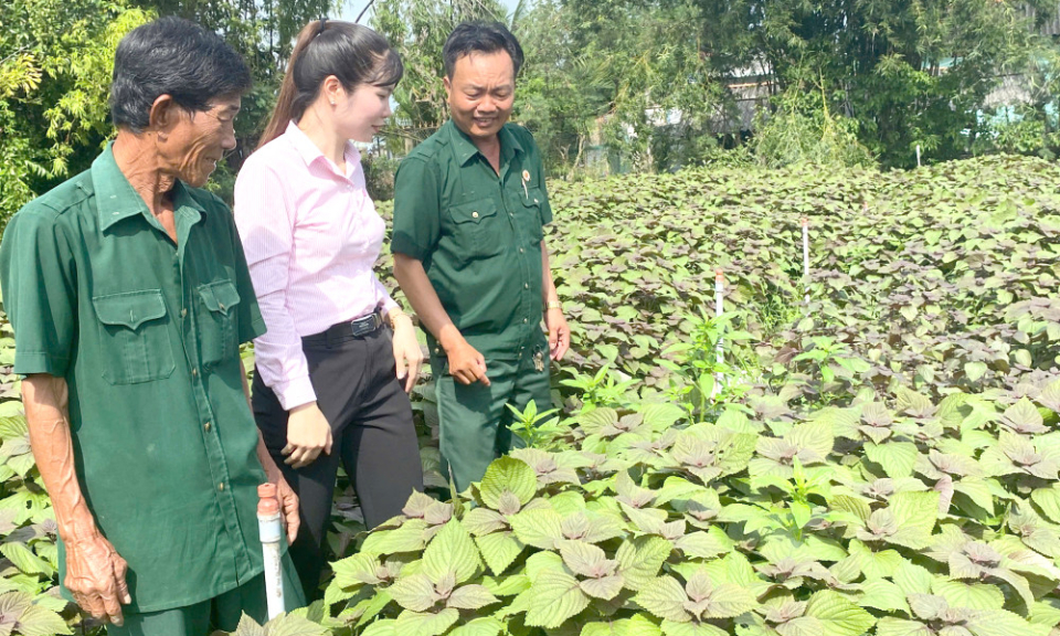 Nhìn lại nông nghiệp ứng dụng công nghệ cao