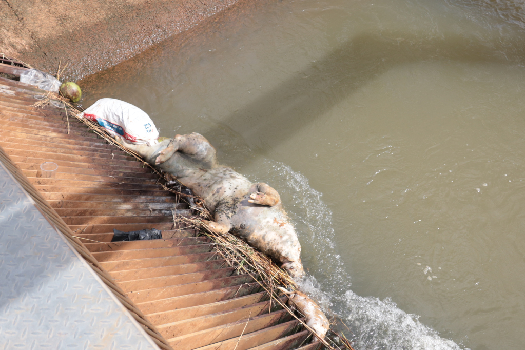 Nguy cơ &ocirc; nhiễm nguồn nước hồ Dầu Tiếng từ việc vứt x&aacute;c động vật bừa b&atilde;i