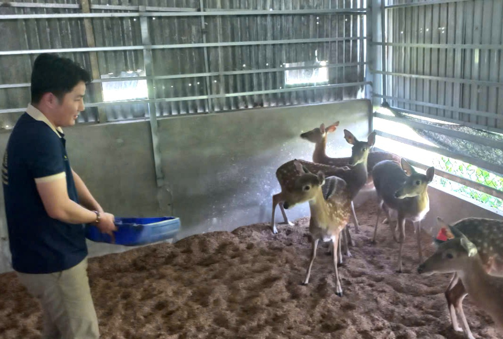 M&ocirc; h&igrave;nh nu&ocirc;i hươu lấy nhung bước đầu cho hiệu quả