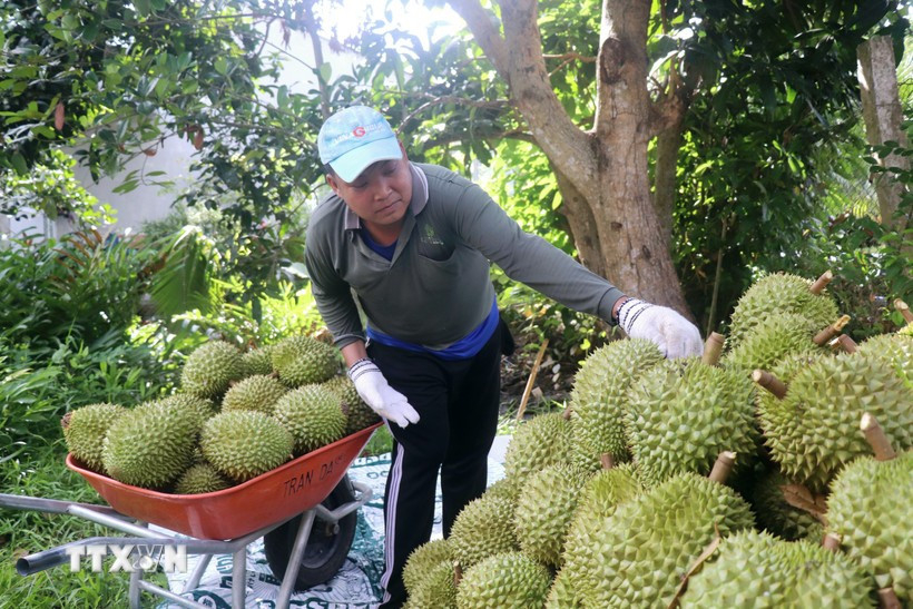 Vietnam&rsquo;s durian exports need better management capacity