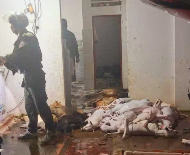 Triệt ph&aacute; đồng loạt 2 tụ điểm nghi trộm cắp, ti&ecirc;u thụ ch&oacute; quy m&ocirc; lớn