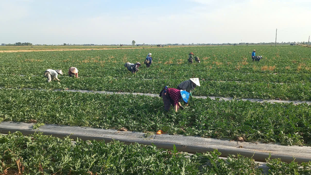 N&ocirc;ng d&acirc;n kỳ vọng v&agrave;o vụ dưa hấu tết