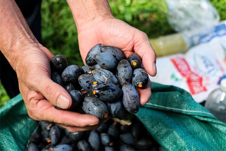 Thơm b&ugrave;i vị tr&aacute;m kho