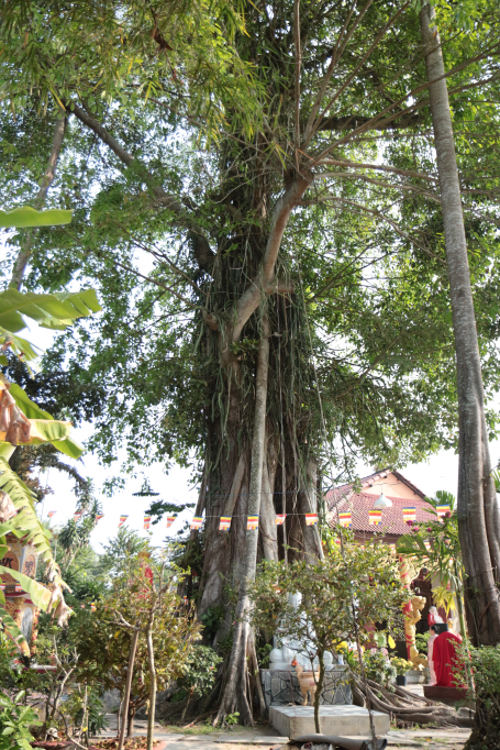Cây đa hơn 150 năm tuổi tại chùa Linh Hòa, ấp Hòa Bình 1, xã Hiệp Hòa