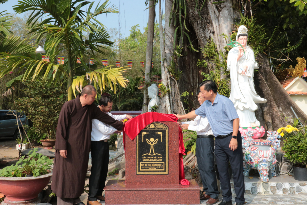 Nghi thức kéo vải, công bố bia công nhận Cây Di sản Việt Nam tại gốc cây đa chùa Linh Hòa