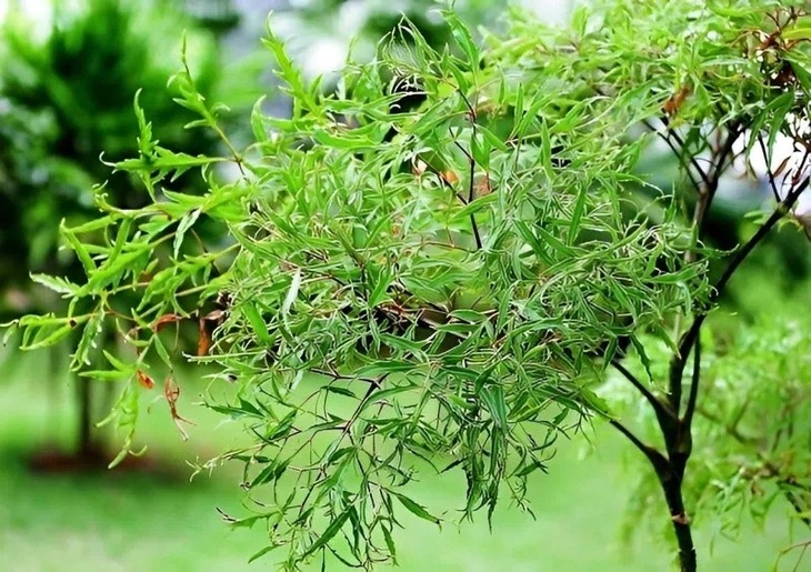 C&ocirc;ng dụng bất ngờ của l&aacute; đinh lăng đối với sức khỏe