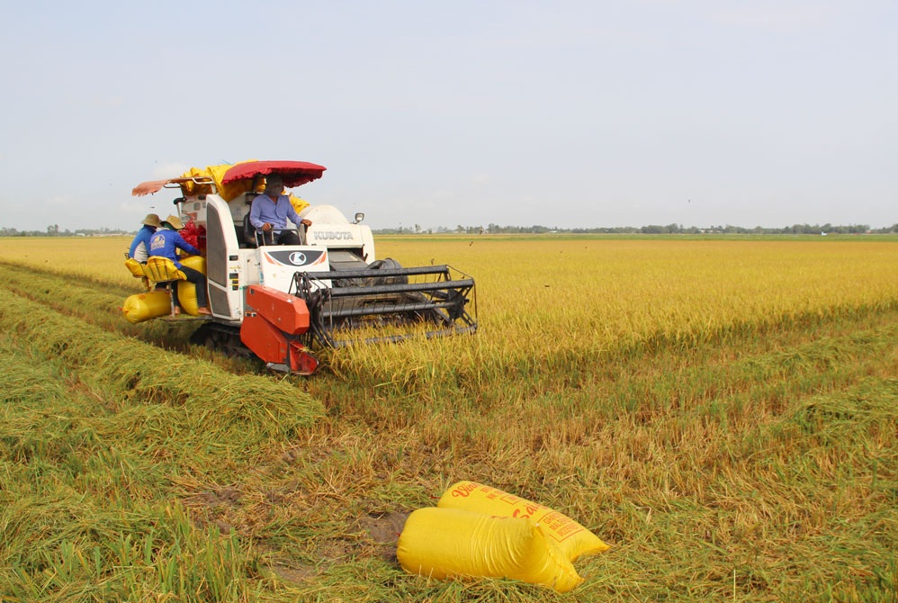  Năm 2026: T&acirc;y Ninh đặt mục ti&ecirc;u l&uacute;a chất lượng cao chiếm khoảng 75% sản lượng