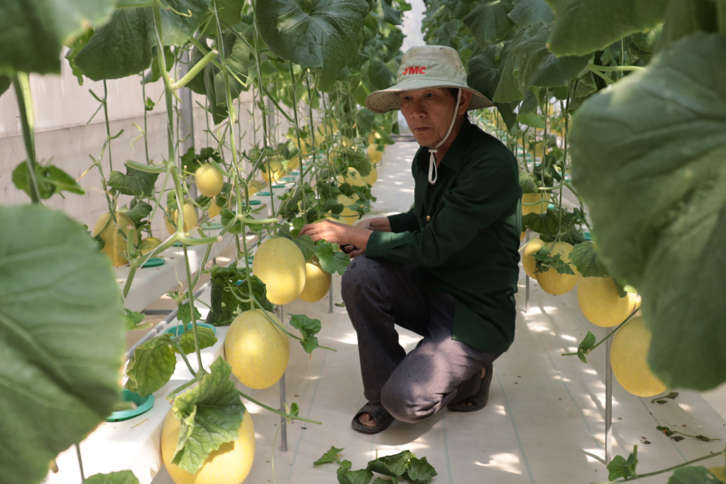 N&ocirc;ng d&acirc;n Ho&agrave; Hội chăm s&oacute;c rau m&agrave;u phục vụ tết 