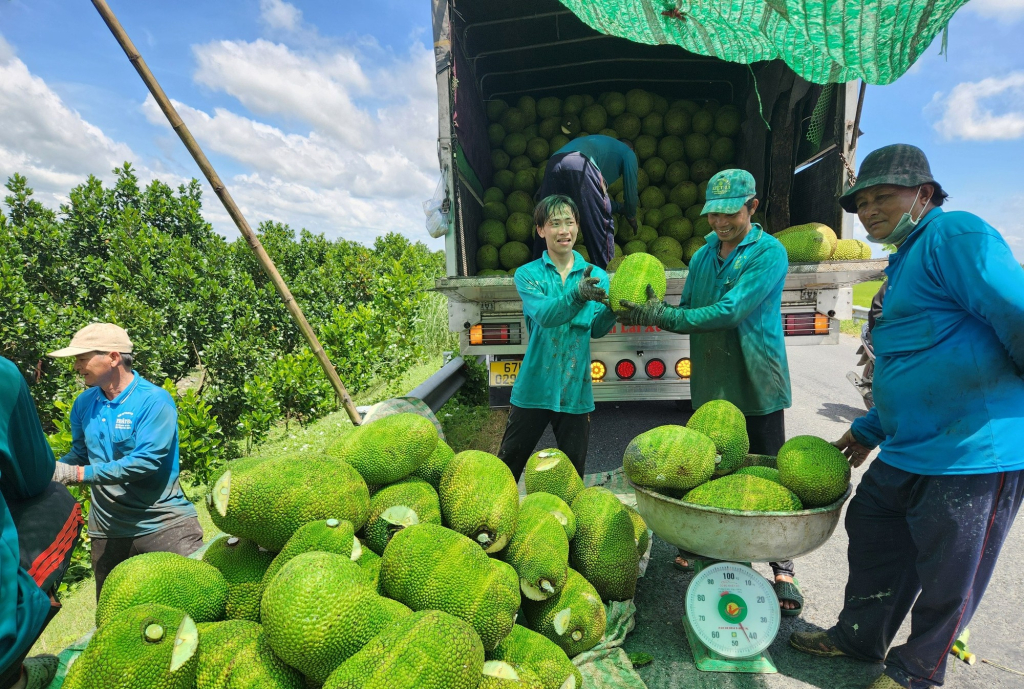 N&ocirc;ng d&acirc;n phấn khởi, v&igrave; gi&aacute; m&iacute;t tăng gấp đ&ocirc;i v&agrave;o dịp cận Tết