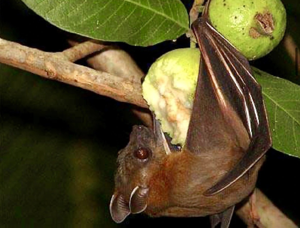 Bộ Y tế khuyến c&aacute;o kh&ocirc;ng ăn tr&aacute;i c&acirc;y bị động vật cắn đề ph&ograve;ng virus Nipah