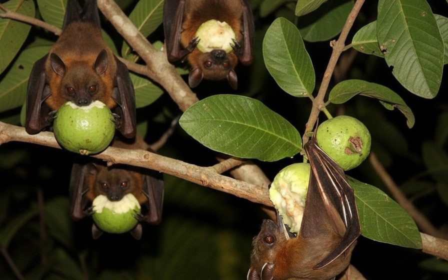 Virus Nipah: L&acirc;y lan nhanh, ủ bệnh k&eacute;o d&agrave;i, ph&ograve;ng bệnh nhưng kh&ocirc;ng n&ecirc;n hoang mang