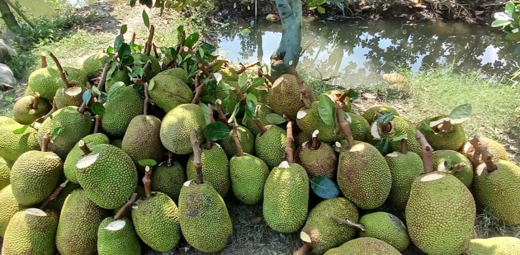 Mít Thái cho trái sớm, giúp tăng thu nhập cho người dân