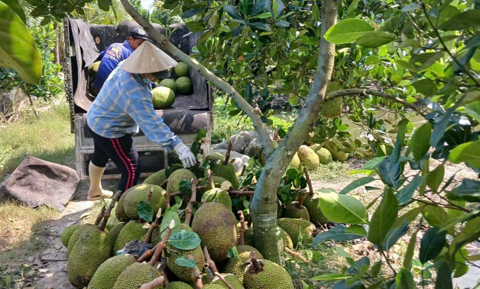 Vườn mít Thái siêu sớm của ông Nguyễn Văn Trường đang trong giai đoạn thu hoạch