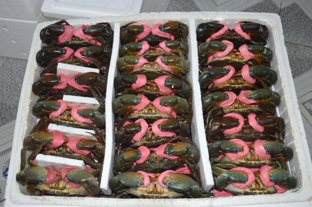 Cua C&agrave; Mau tăng gi&aacute; 'sốc', c&oacute; loại 900.000 đồng/kg