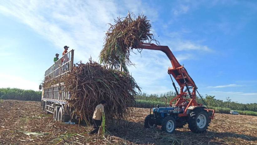 C&acirc;y m&iacute;a 'ngọt' trở lại tr&ecirc;n đất T&acirc;y Ninh