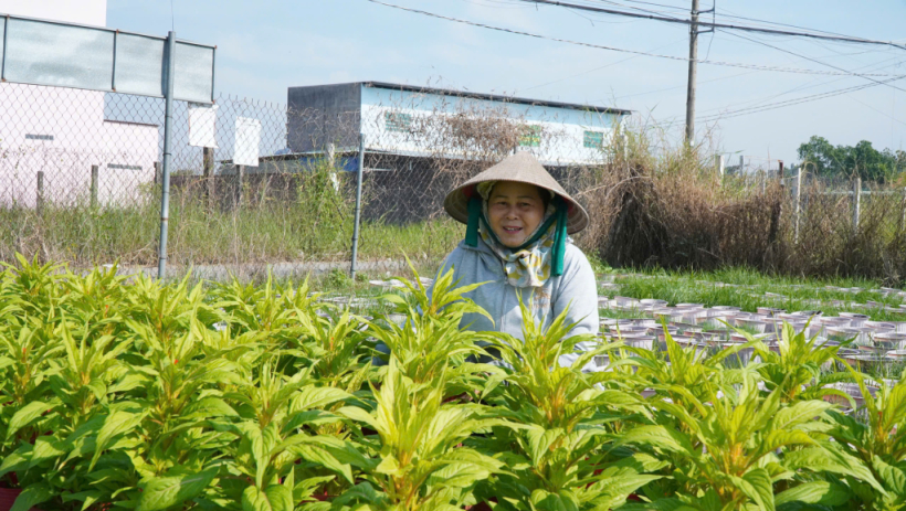 Farmers in Phuoc Ly busy growing flowers and vegetables for Tet