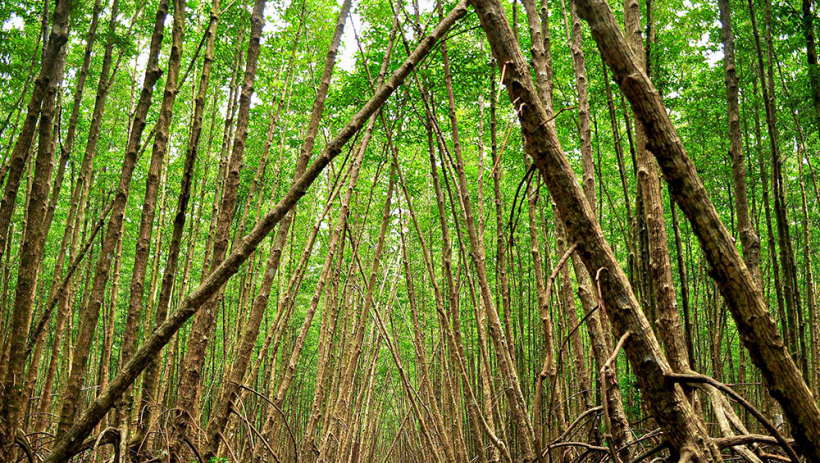 Nơi đất nở, rừng xanh, người thắm t&igrave;nh