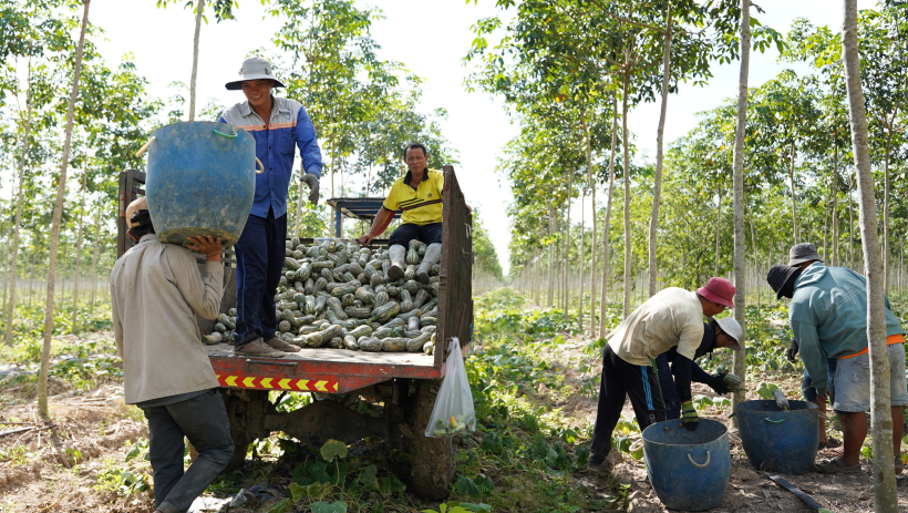 Li&ecirc;n kết tạo đầu ra ổn định cho rau m&agrave;u 