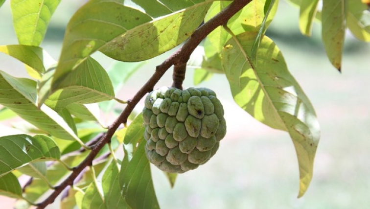 Loại quả quen thuộc c&oacute; thể ph&ograve;ng ung thư, ngừa đột quỵ