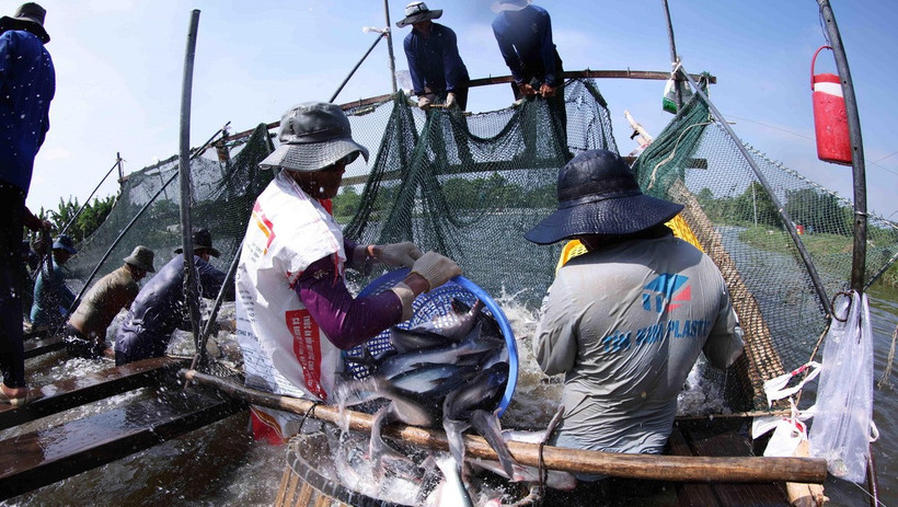 Gi&aacute; c&aacute; tra nguy&ecirc;n liệu ở Đồng Th&aacute;p tăng mạnh do nguồn cung khan hiếm