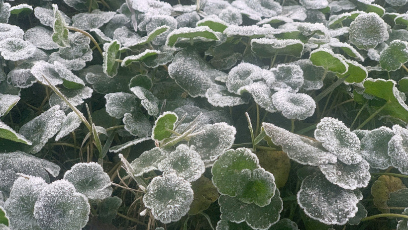 Thời tiết ng&agrave;y 12/1: Bắc Bộ r&eacute;t s&acirc;u, v&ugrave;ng n&uacute;i đề ph&ograve;ng băng gi&aacute;