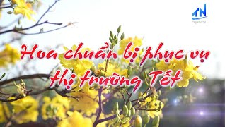 Hoa chuẩn bị phục vụ thị trường Tết