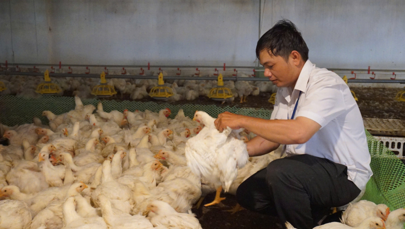 Ph&aacute;t triển chăn nu&ocirc;i theo hướng c&ocirc;ng nghệ cao, bền vững